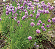 CHIVES-CHIVES