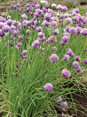 CHIVES-CHIVES