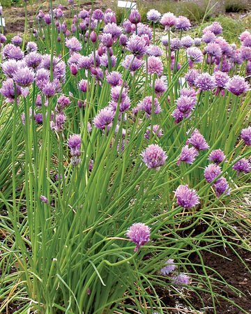 CHIVES-CHIVES