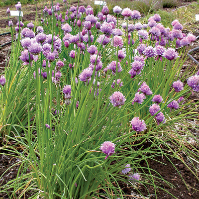 CHIVES-CHIVES