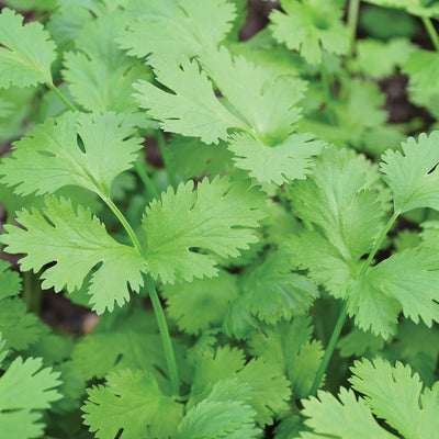 CRUISER-CORIANDER/CILANTRO