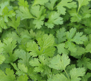 CALYPSO-CORIANDER/CILANTRO