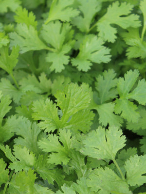 CALYPSO-CORIANDER/CILANTRO