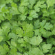 CALYPSO-CORIANDER/CILANTRO