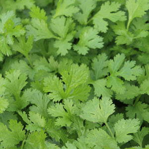 CALYPSO-CORIANDER/CILANTRO