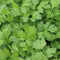 CALYPSO-CORIANDER/CILANTRO