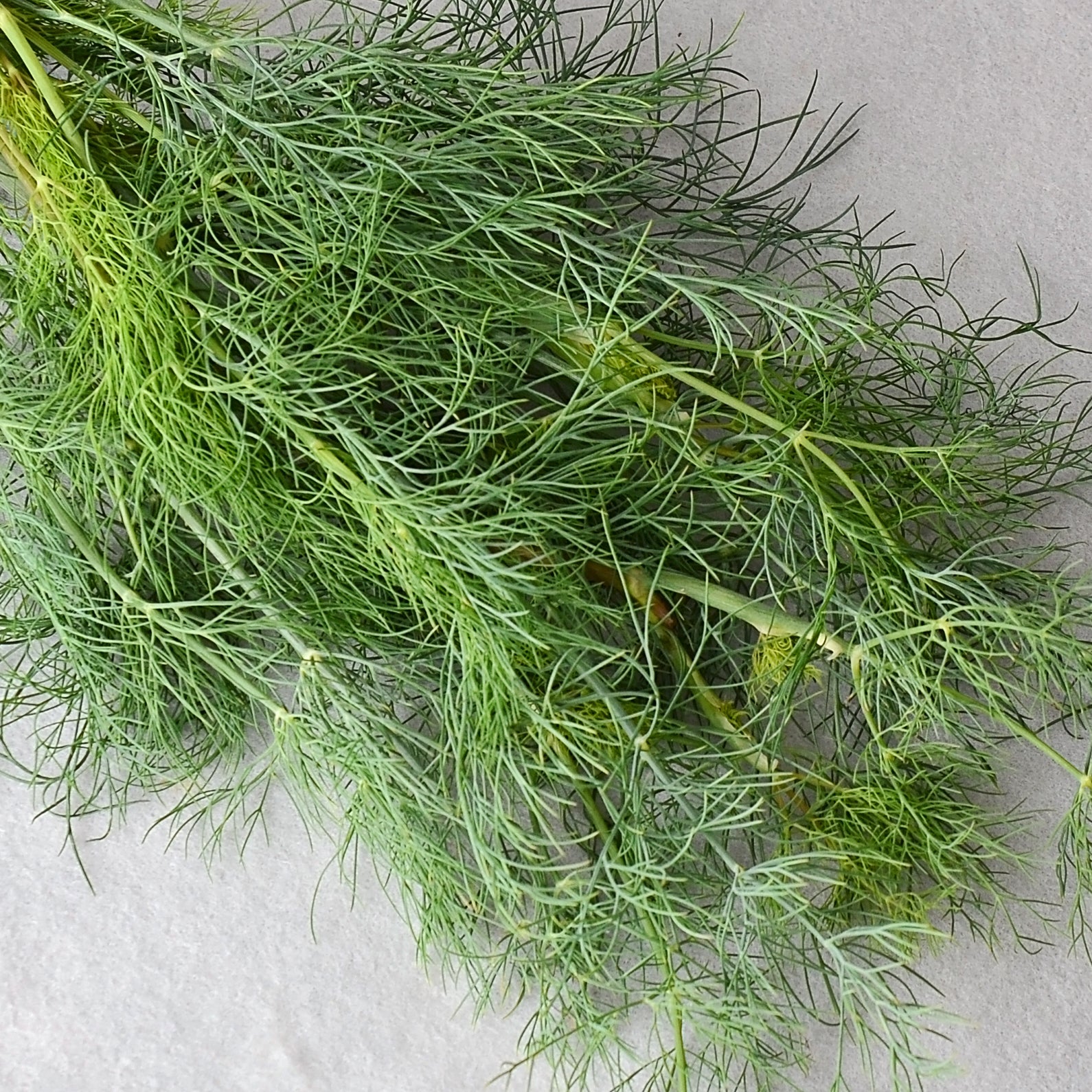 Dukat Dill Herb Seeds - 2000 Seeds - Everwilde Farms Heirloom, Open Pollinated