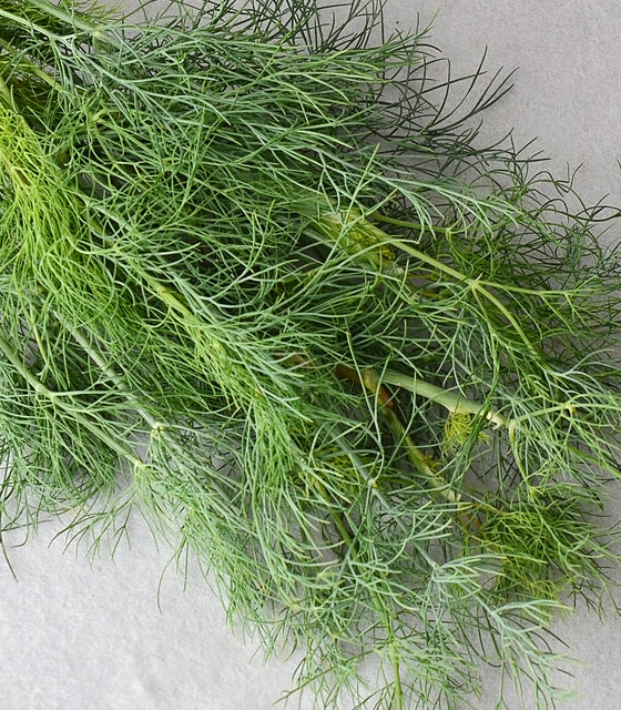 Close-up of Dukat dill bunch showcasing fine feathery green foliage on a light gray background