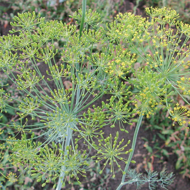 LONG ISLAND MAMMOTH-DILL