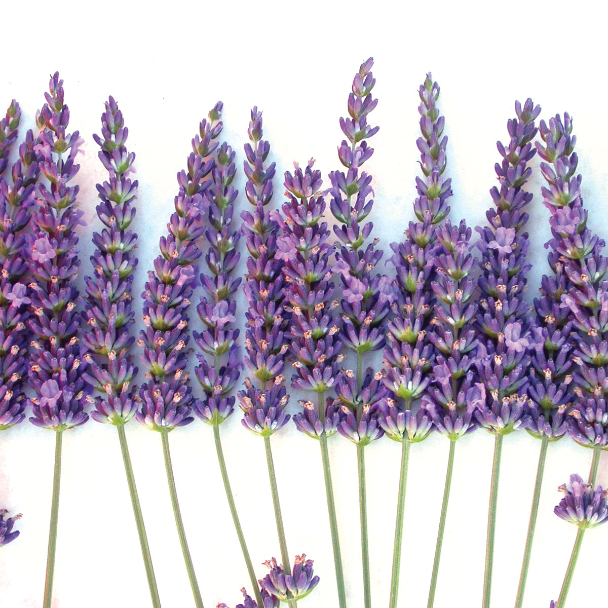 grosso lavender seeds for sale Grosso Lavender Transplant