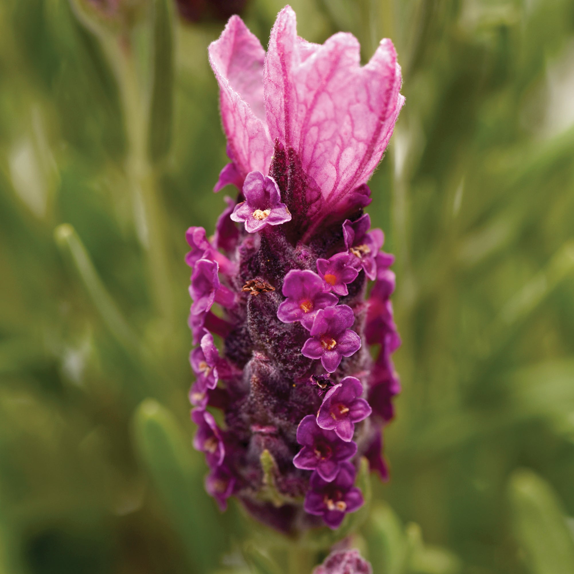 Bandera Deep Rose Lavender Seed | Territorial Seed