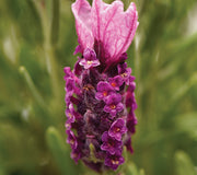 BANDERA DEEP ROSE-LAVENDER