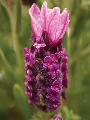 BANDERA DEEP ROSE-LAVENDER