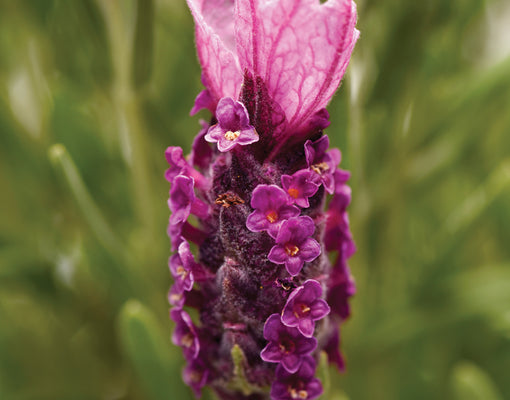 BANDERA DEEP ROSE-LAVENDER