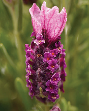 BANDERA DEEP ROSE-LAVENDER