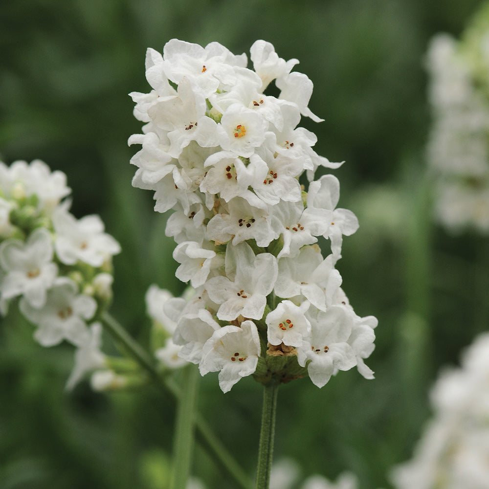 Ellagance Snow Lavender