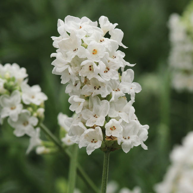 ELLAGANCE SNOW-LAVENDER