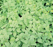 LEMON BALM-LEMON BALM
