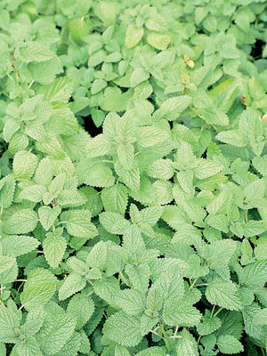 LEMON BALM-LEMON BALM