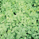 LEMON BALM-LEMON BALM
