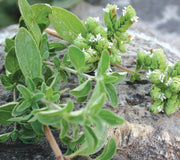 SWEET MARJORAM-MARJORAM