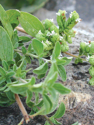 SWEET MARJORAM-MARJORAM