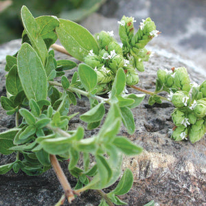 SWEET MARJORAM-MARJORAM