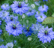NIGELLA SATIVA-NIGELLA