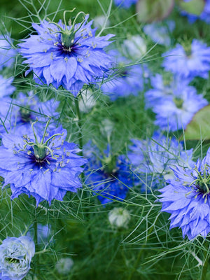 NIGELLA SATIVA-NIGELLA