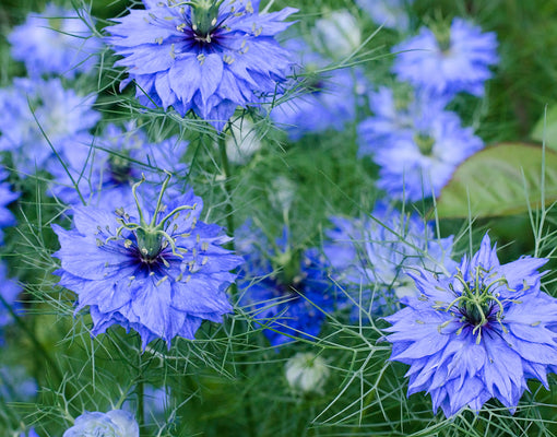 NIGELLA SATIVA-NIGELLA