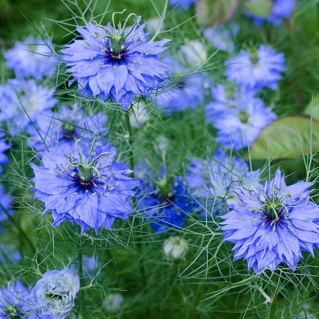 NIGELLA SATIVA-NIGELLA