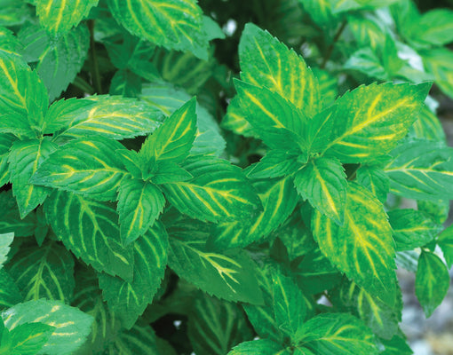 GINGER MINT-MINT
