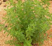GREEK-OREGANO