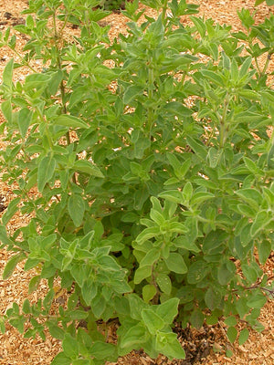 GREEK-OREGANO