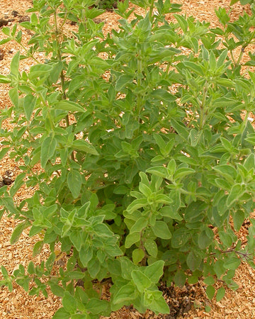 GREEK-OREGANO