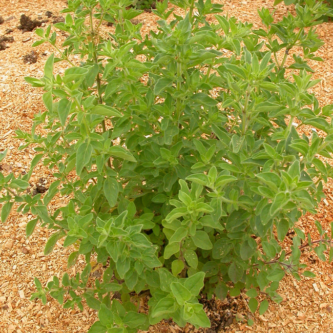 GREEK-OREGANO