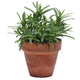SIMPLYHERBS™ ROSEMARY-ROSEMARY