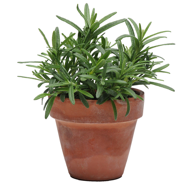 SIMPLYHERBS™ ROSEMARY-ROSEMARY