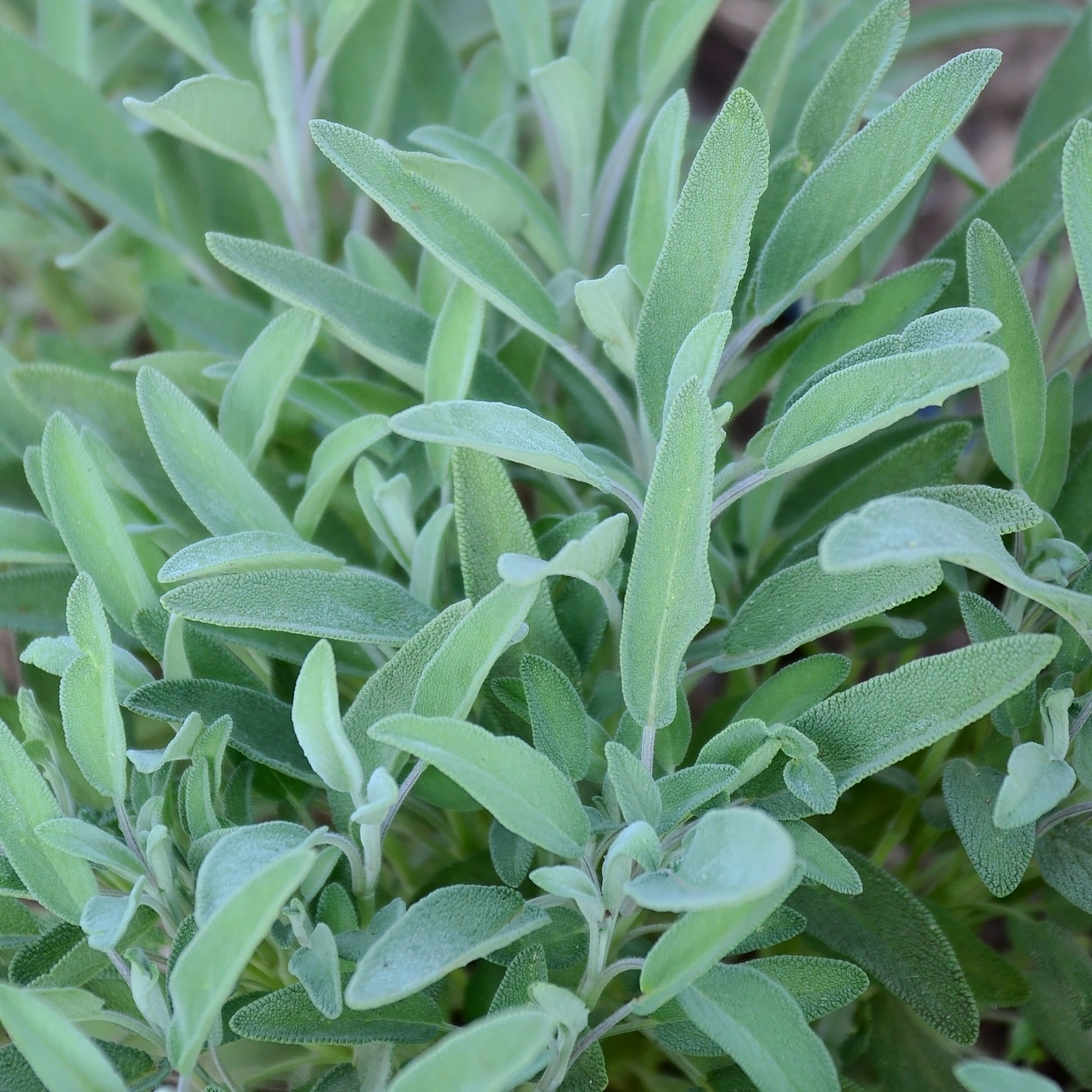 Sage Sage Seed | Territorial Seed