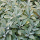 GROWER'S FRIEND-SAGE