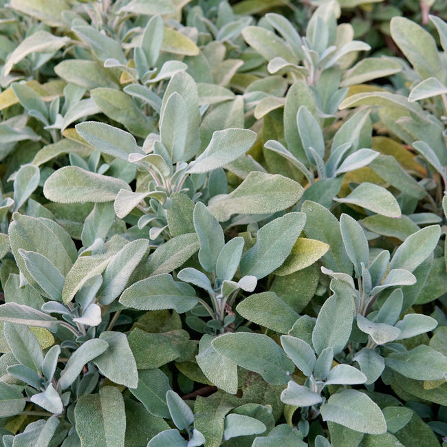 GROWER'S FRIEND-SAGE