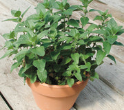 STEVIA-STEVIA