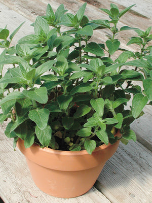 STEVIA-STEVIA