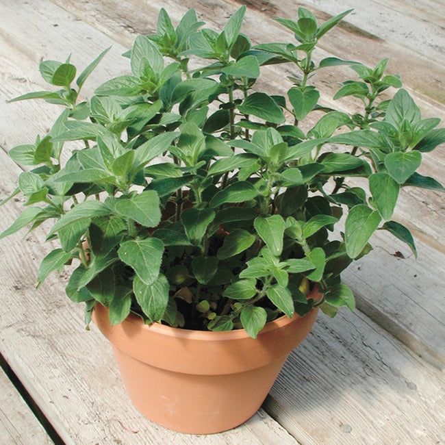 STEVIA-STEVIA