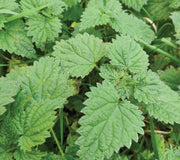 STINGING NETTLES-NETTLES