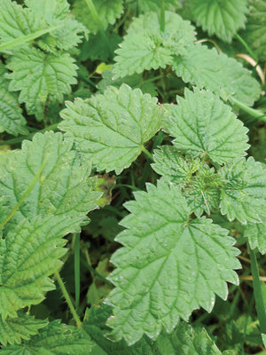 STINGING NETTLES-NETTLES