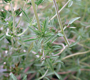SUMMER SAVORY-SAVORY