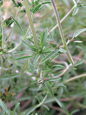 SUMMER SAVORY-SAVORY
