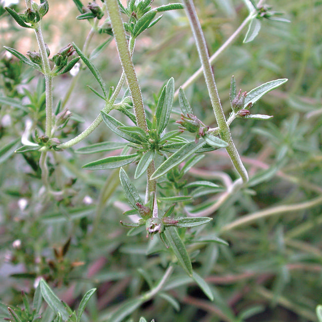 SUMMER SAVORY-SAVORY