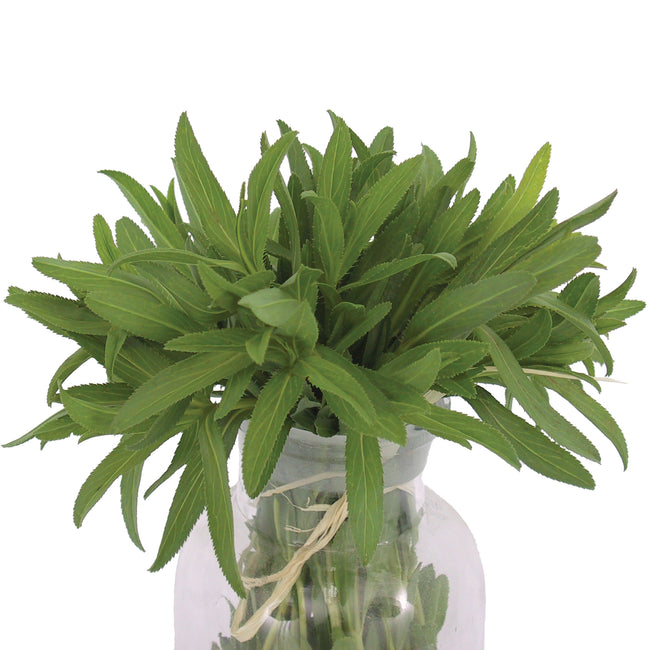 MEXICAN TARRAGON-TARRAGON